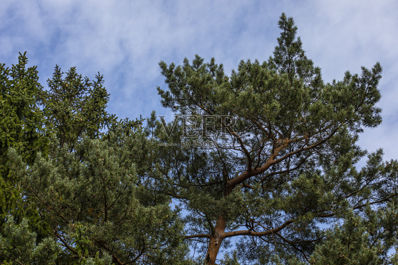 松林照片摄影图片