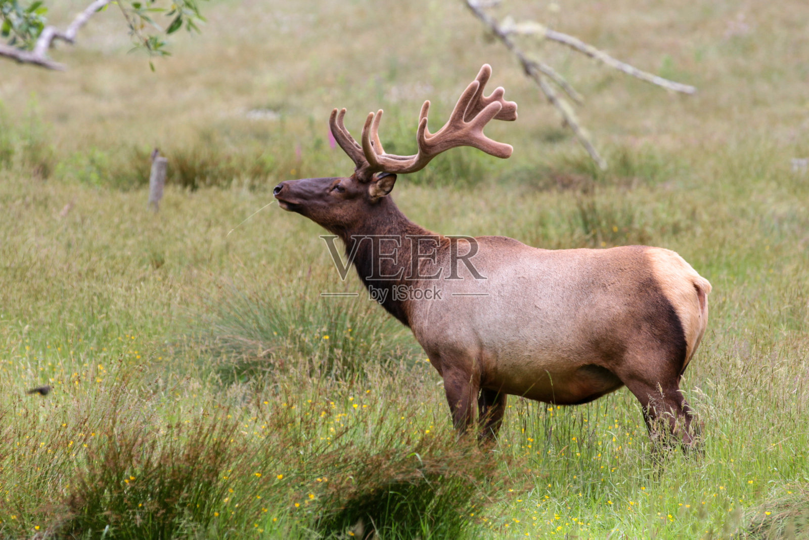 威斯波特，加州照片摄影图片