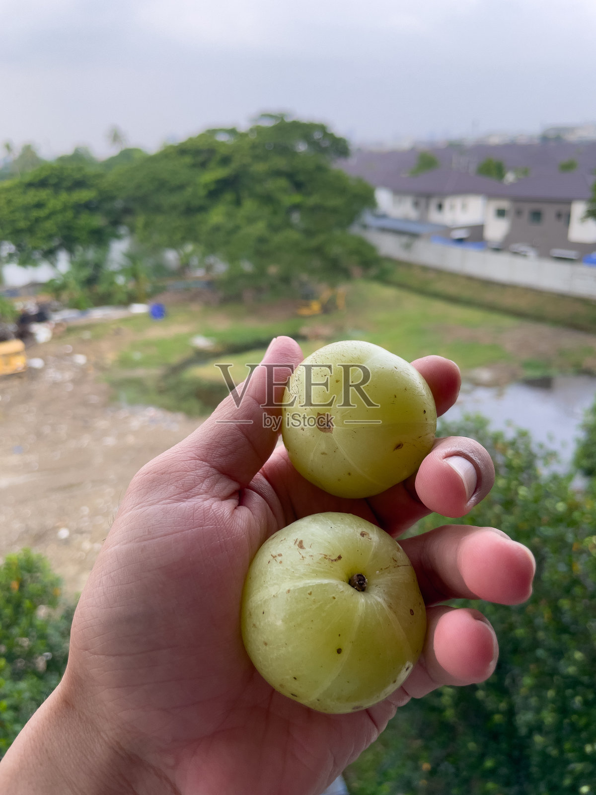 2个柑橘类水果。照片摄影图片