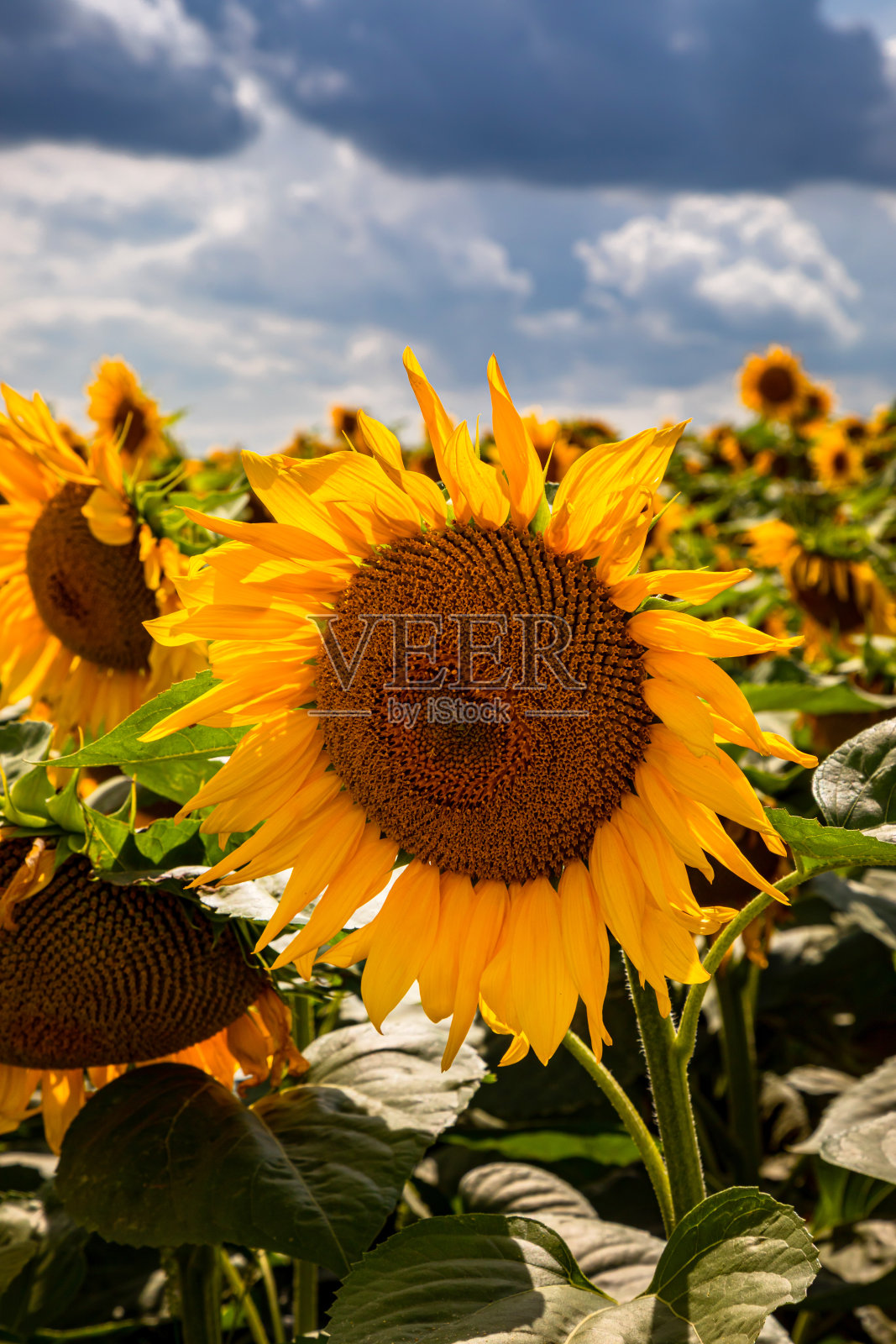 向日葵田和蓝天白云的背景。向日葵田景观在一个明媚的晴天与自然背景形成的图案。照片摄影图片