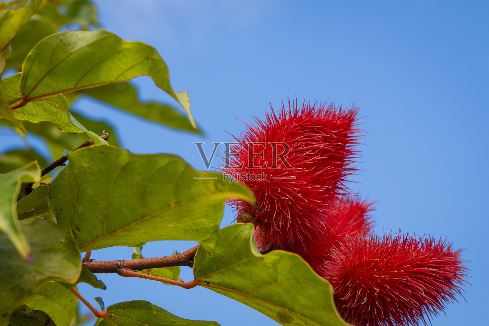 一棵杏树的红色果实特写照片摄影图片