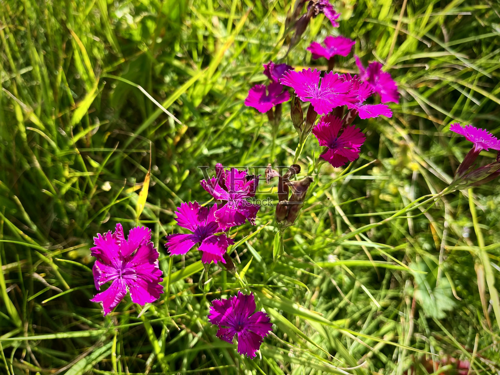 紫色的野花照片摄影图片
