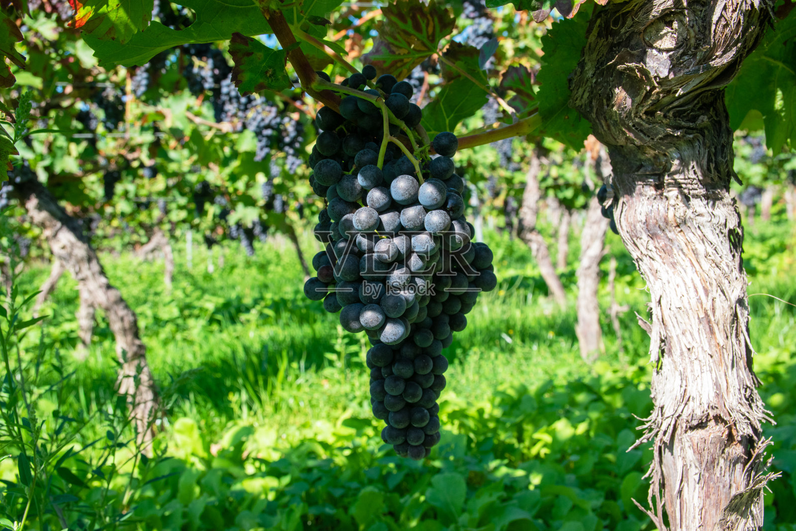 葡萄园里大串的红酒葡萄。照片摄影图片
