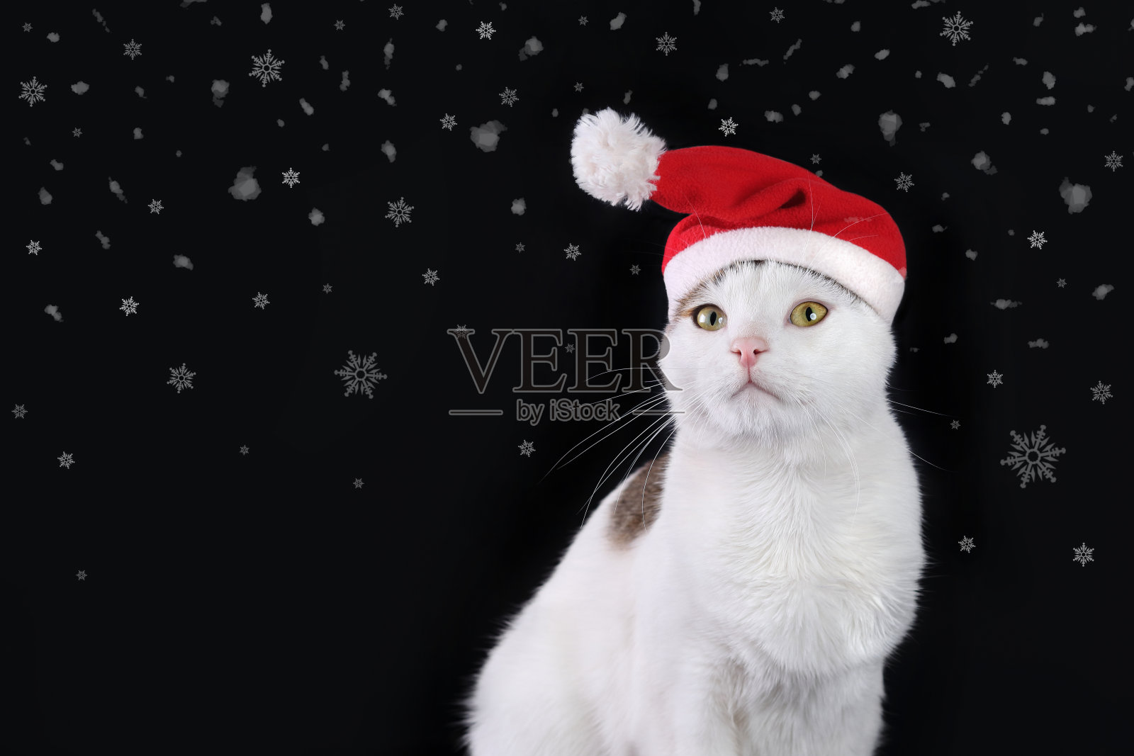 戴圣诞帽的圣诞猫和雪花照片摄影图片