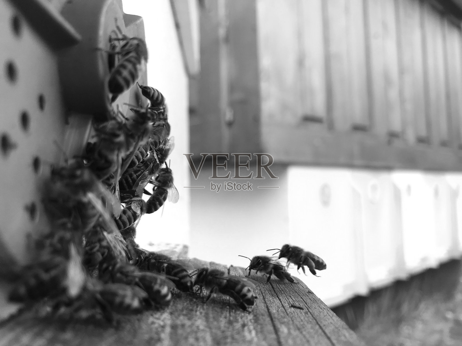 有翅膀的蜜蜂慢慢地飞到蜂巢里采花蜜照片摄影图片