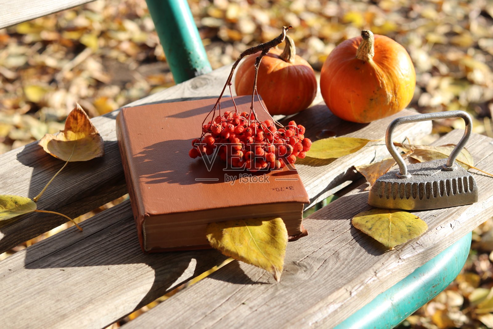 秋季静物照片摄影图片