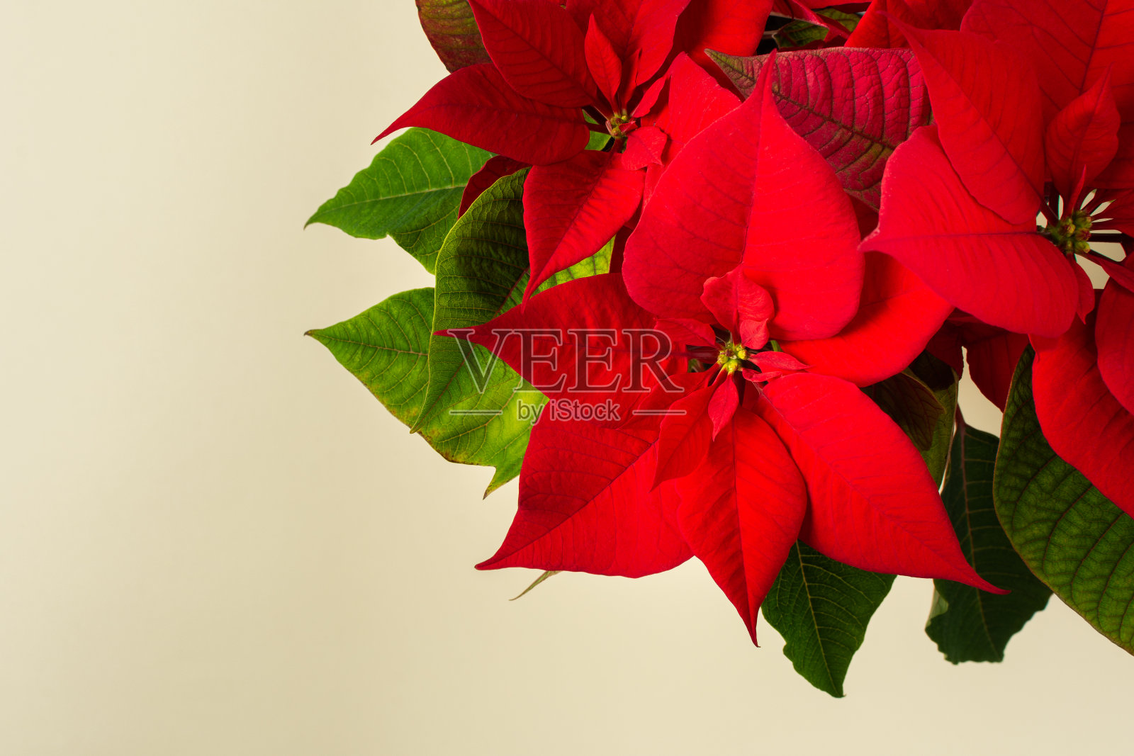 圣诞一品红花特写照片摄影图片