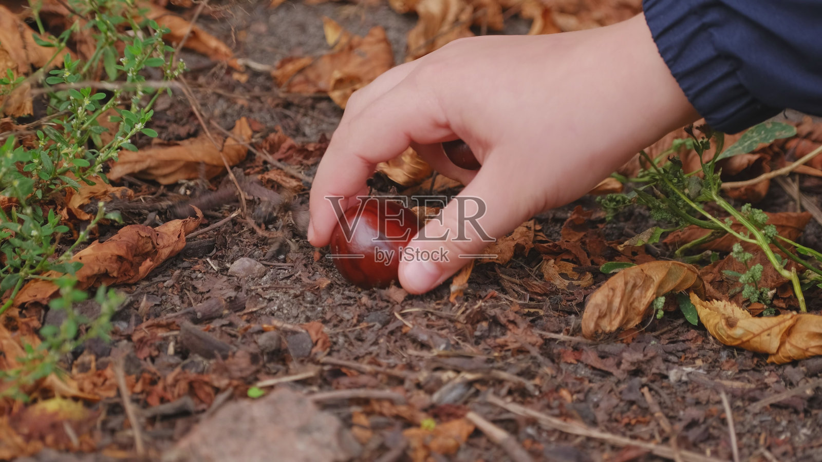 年轻的高加索孩子在秋日从地上捡起棕色的栗子照片摄影图片