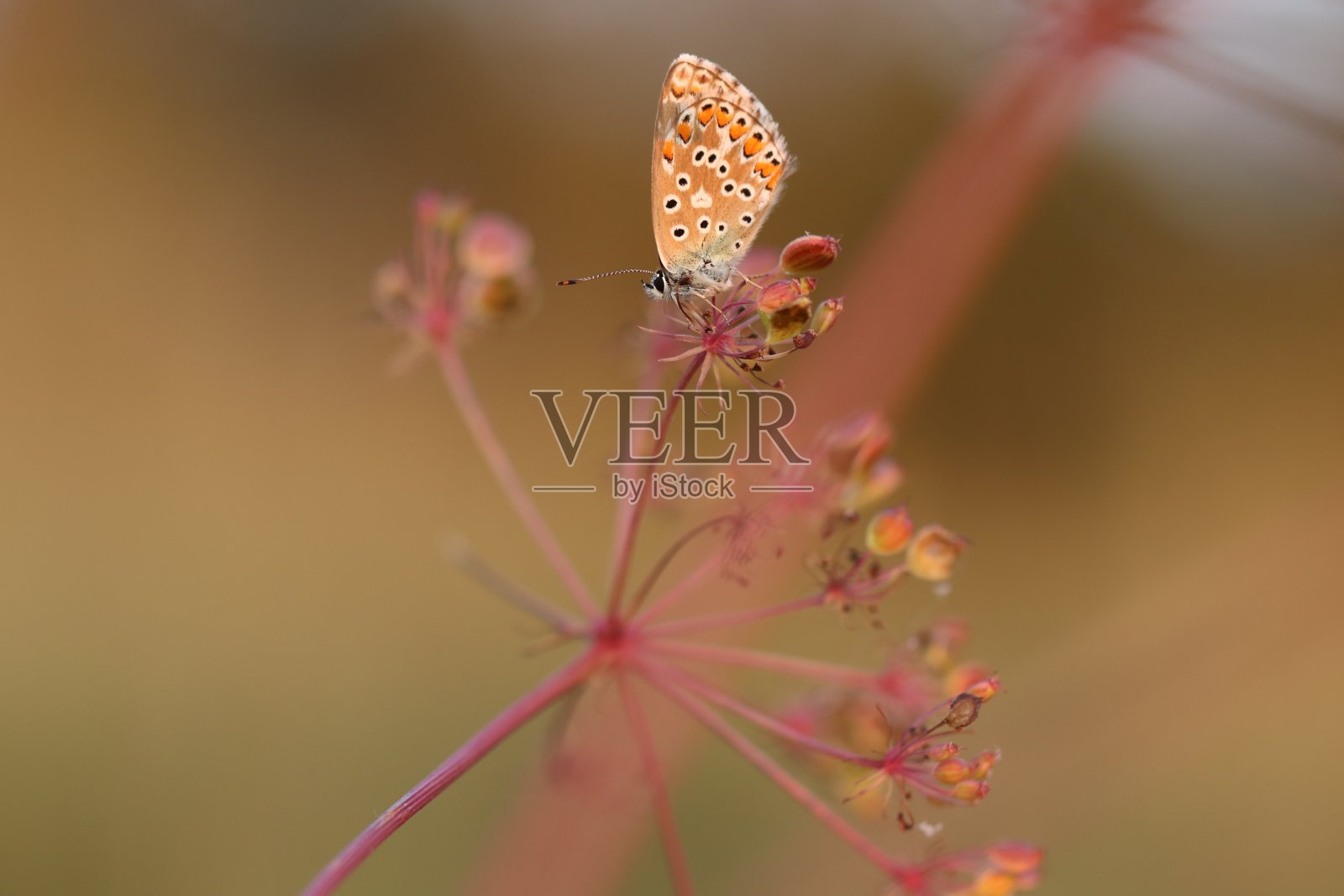 普通蓝蝴蝶照片摄影图片