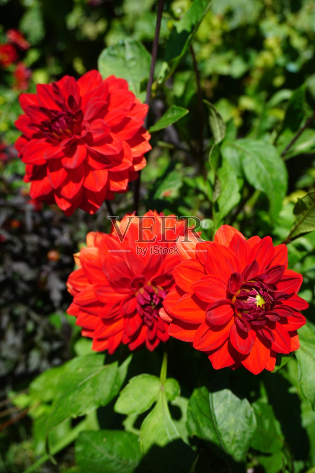 红色大丽照片摄影图片