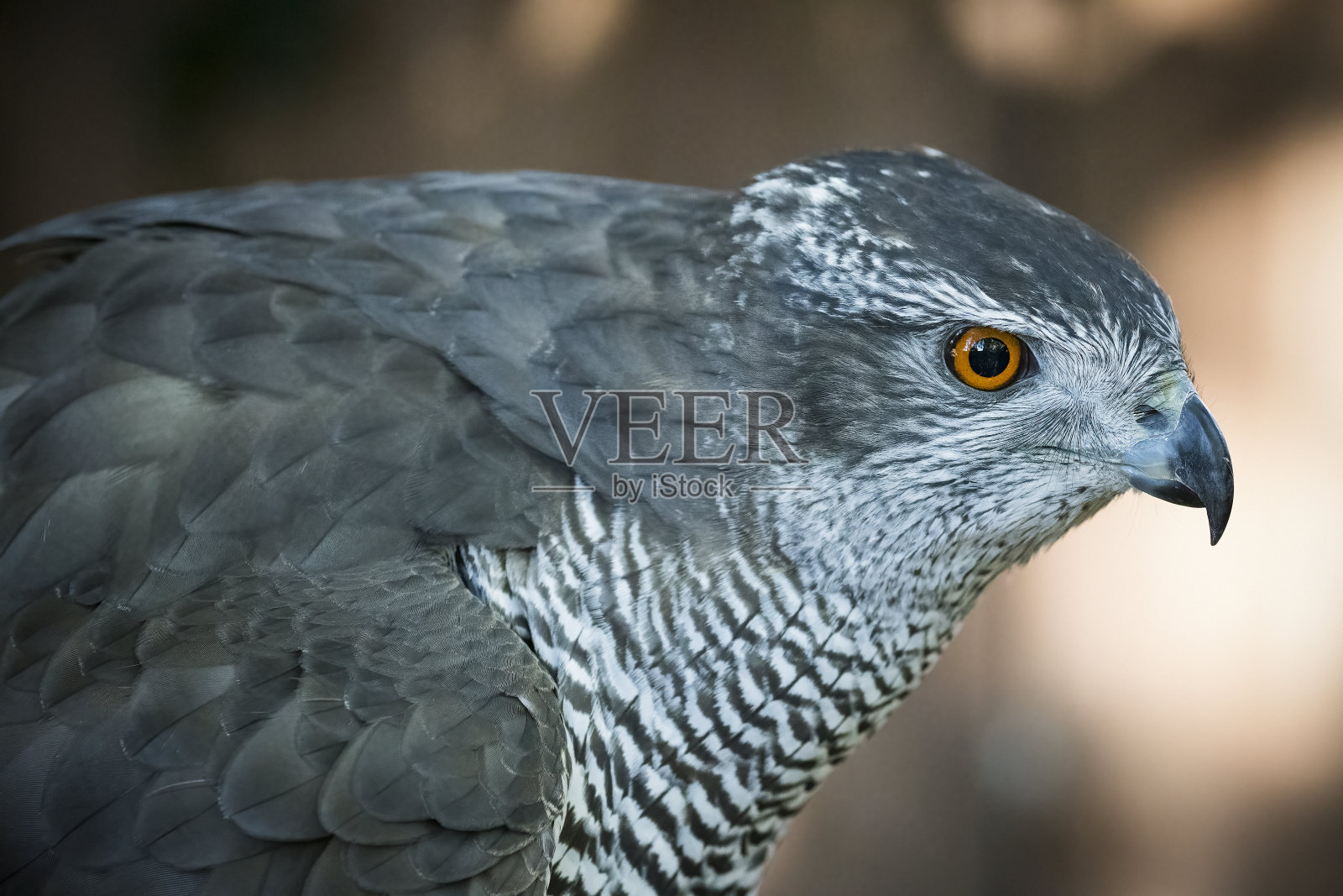 特写镜头中的苍鹰猛禽身体前倾照片摄影图片