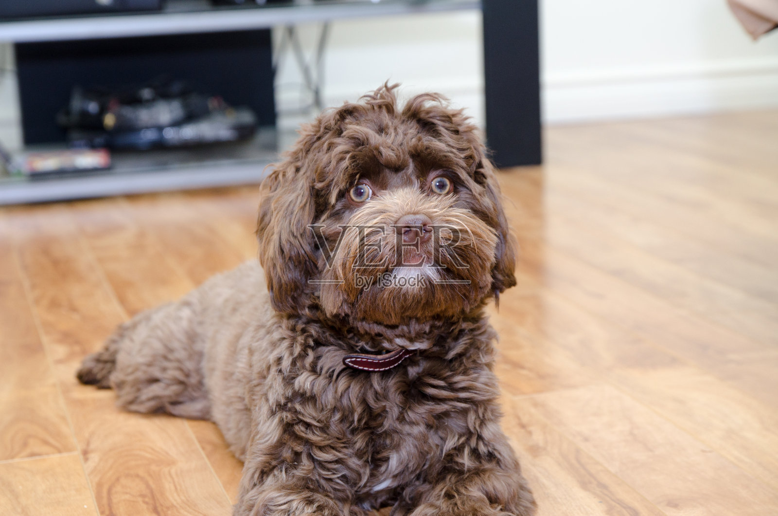 比雄哈瓦那狗的大头照照片摄影图片