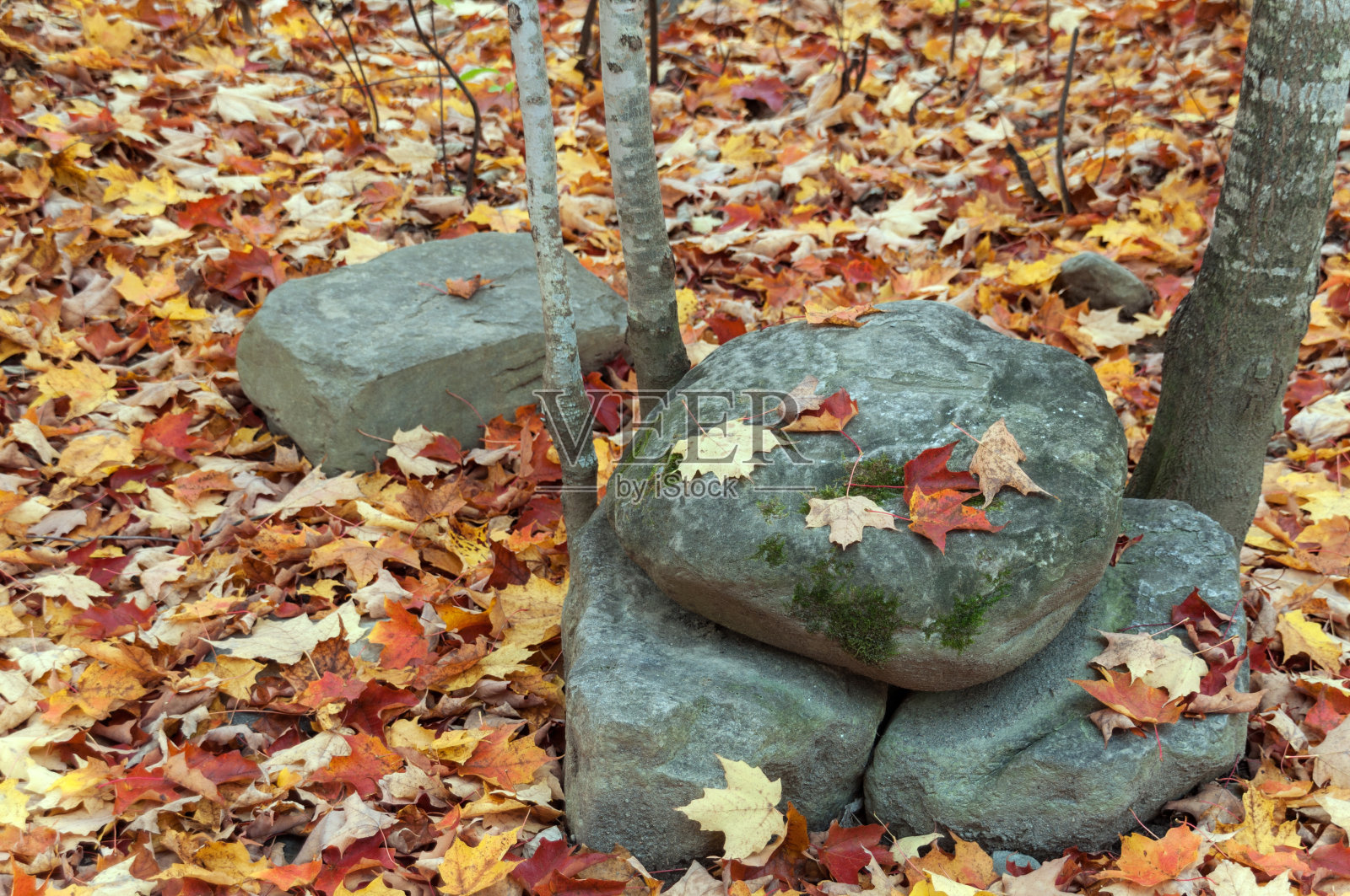 秋天的拥抱:林地的树叶和长满苔藓的岩石照片摄影图片