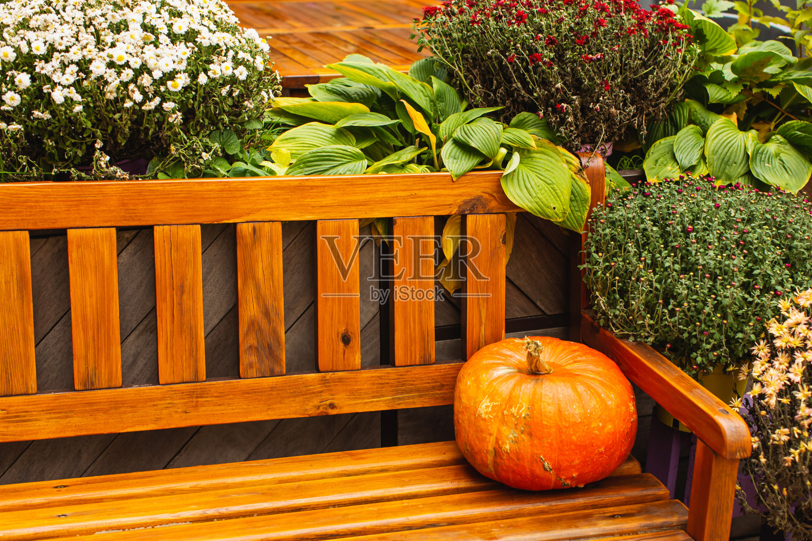 南瓜。秋季装饰复制空间照片摄影图片