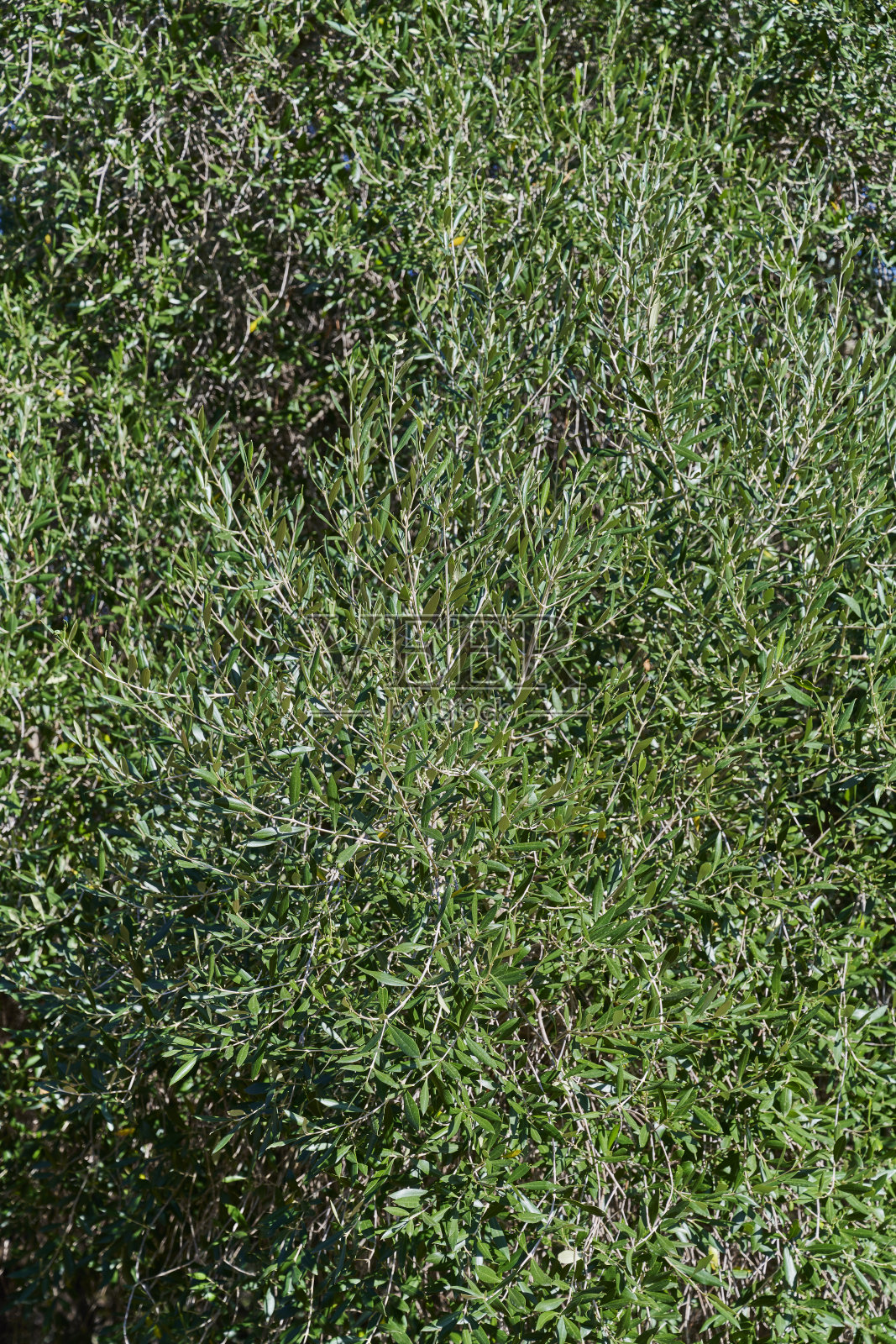 千年橄榄树照片摄影图片