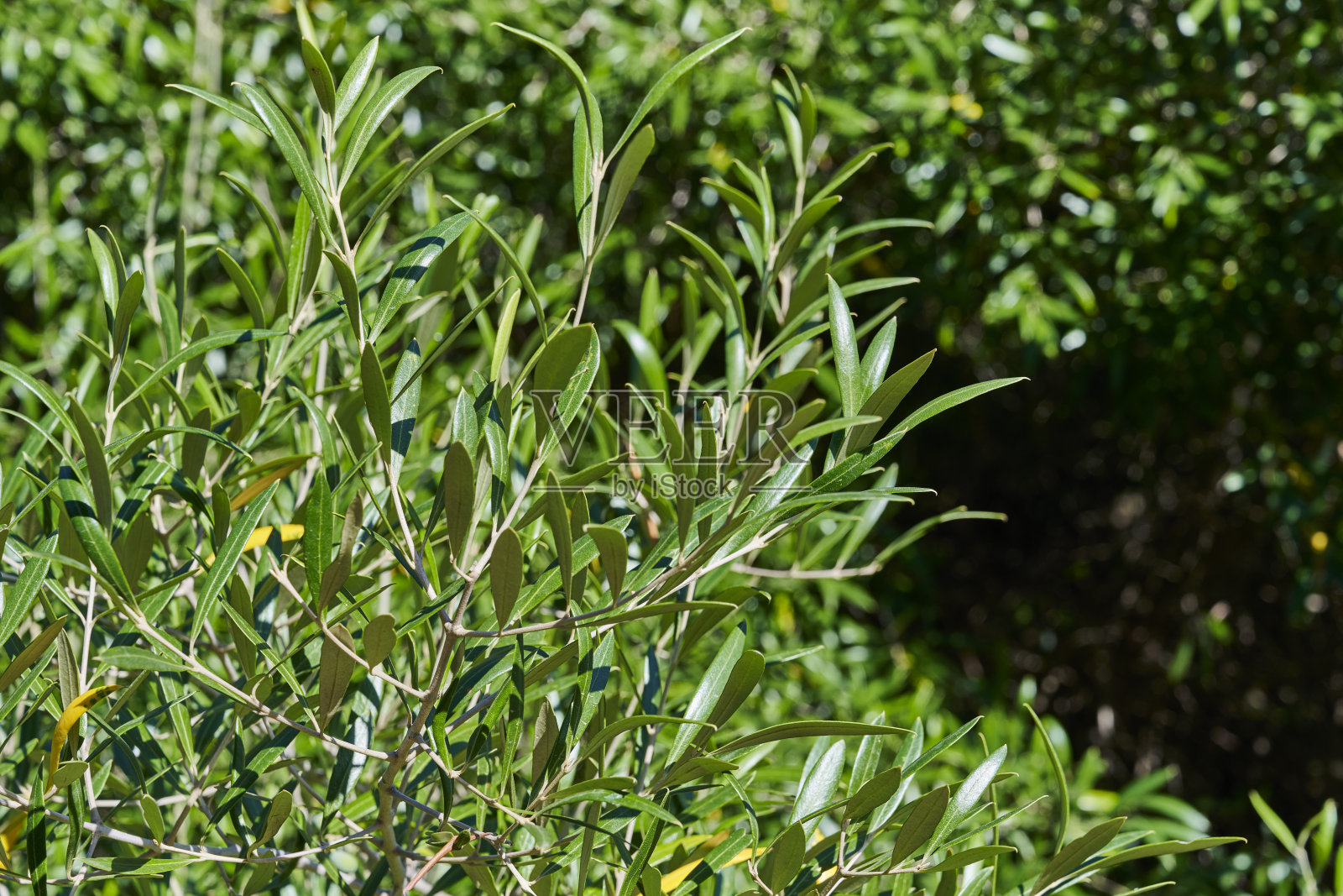 千年橄榄树照片摄影图片