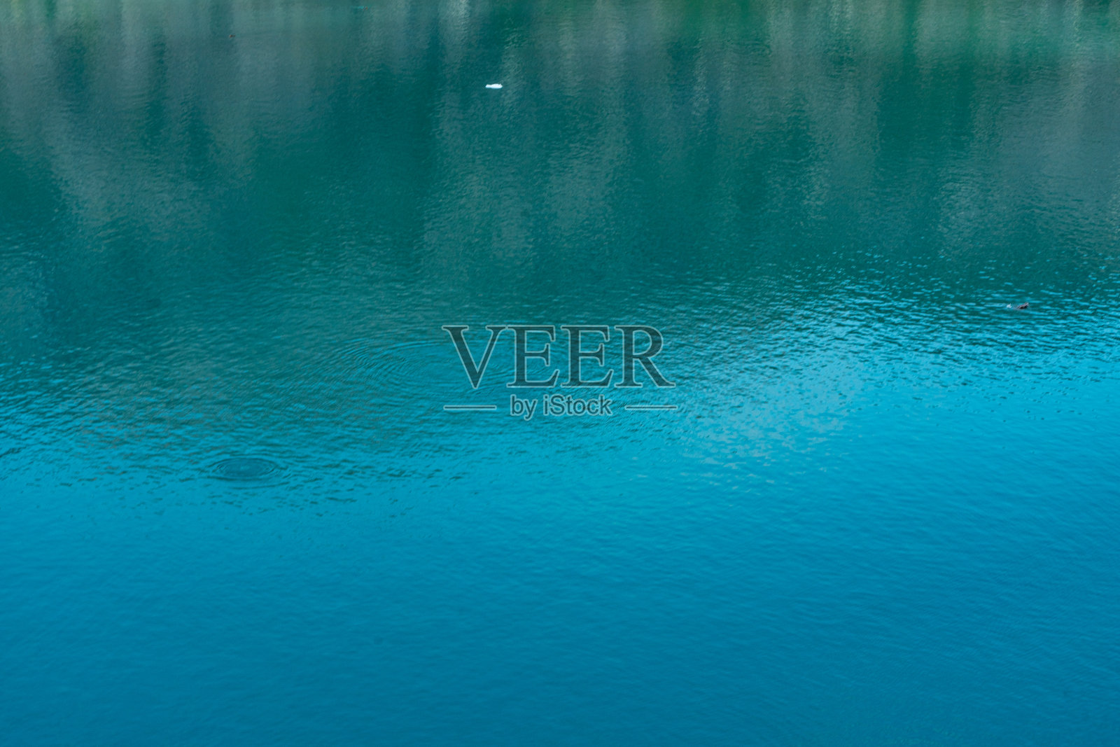 冰川湾公园和荒野的海洋生物，阿拉斯加，美国照片摄影图片