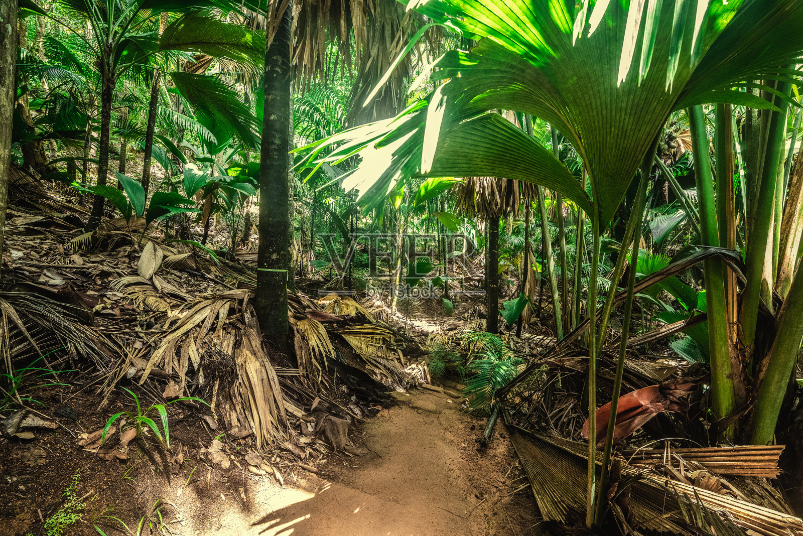 五月谷丛林中的茂盛植被照片摄影图片