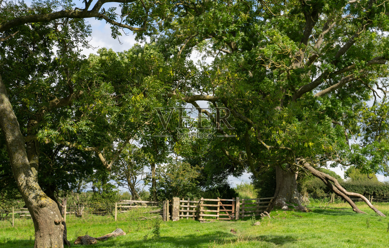 英国坎布里亚卡莱尔附近哈德良长城小路穿过树木照片摄影图片