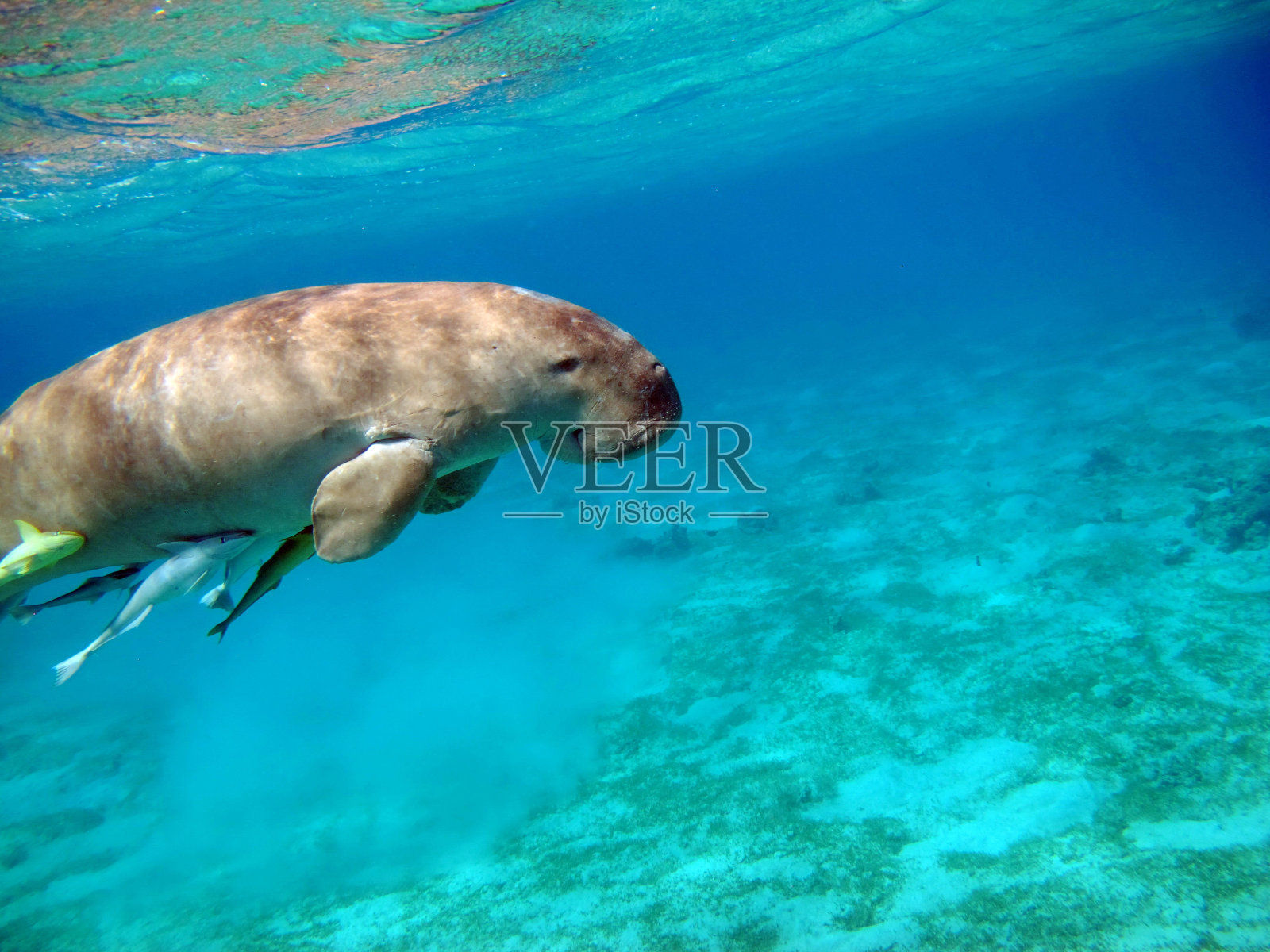 红海中的儒艮（海牛）照片摄影图片