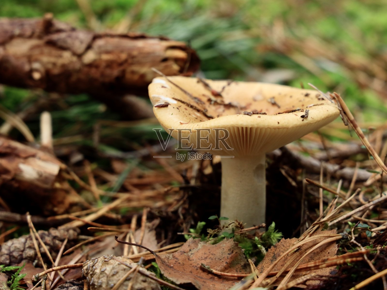 我在赫伯斯瓦尔德照片摄影图片