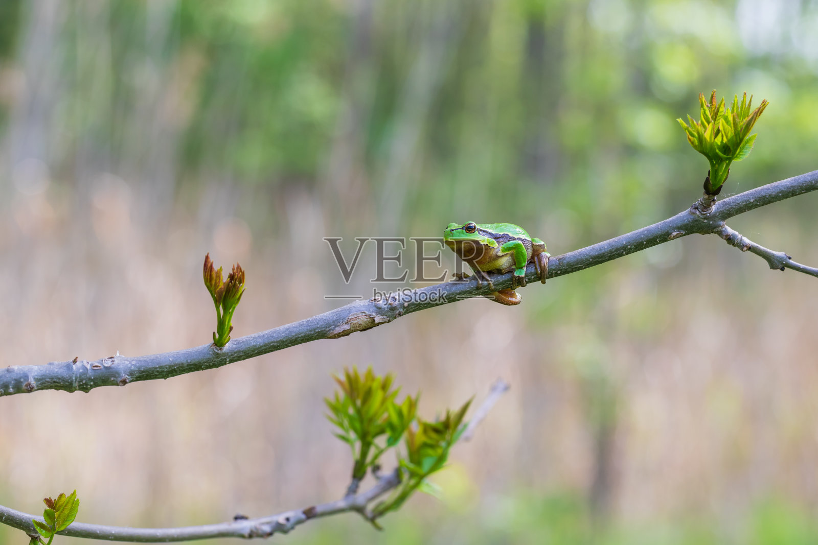 树蛙-在茎上的绿色树蛙。背景是绿色的。这张照片的散景效果很好。疯狂的照片照片摄影图片