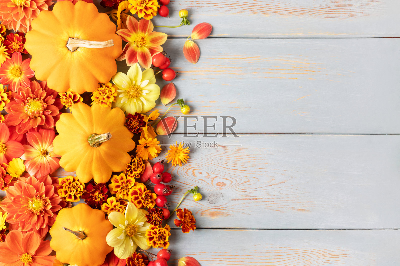 灌木南瓜和秋天的花照片摄影图片