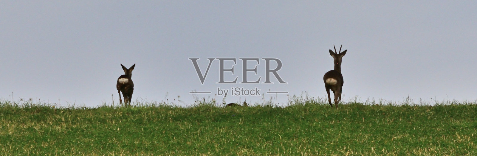 鹿和狍子在草地上吃东西，躲起来照片摄影图片