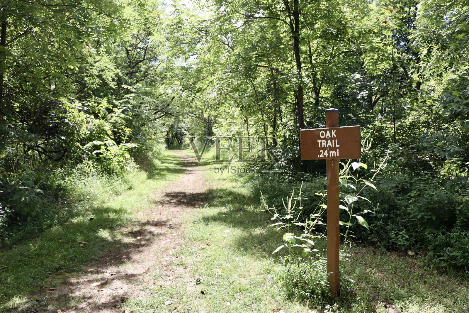 林中徒步小径照片摄影图片
