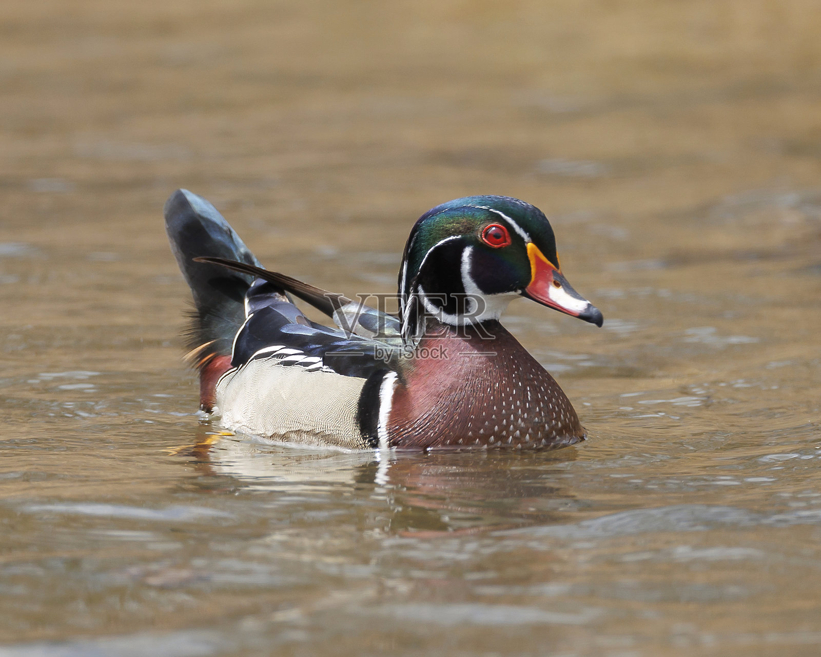 木鸭子照片摄影图片