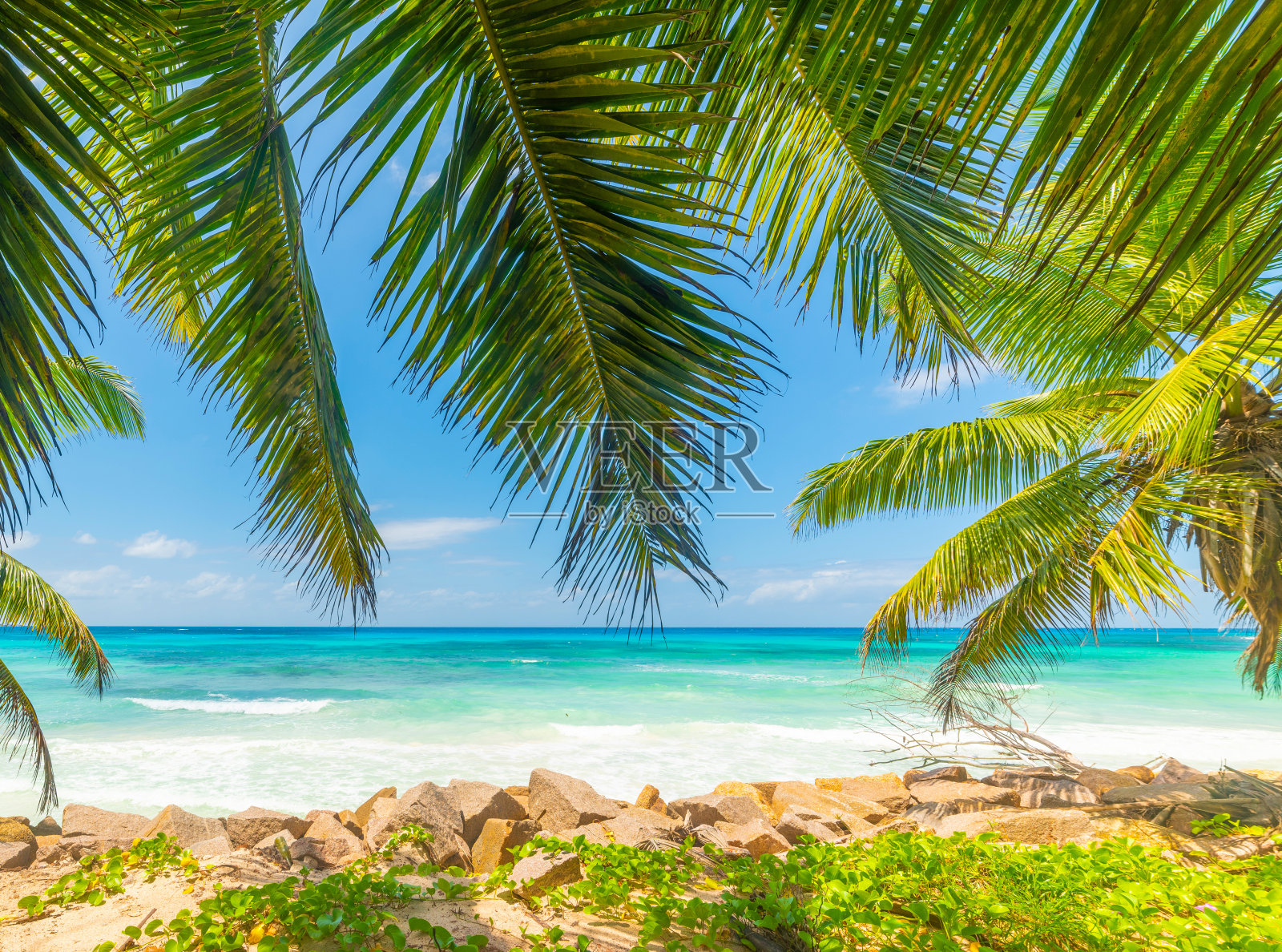 安斯克兰的棕榈树和绿松石水照片摄影图片