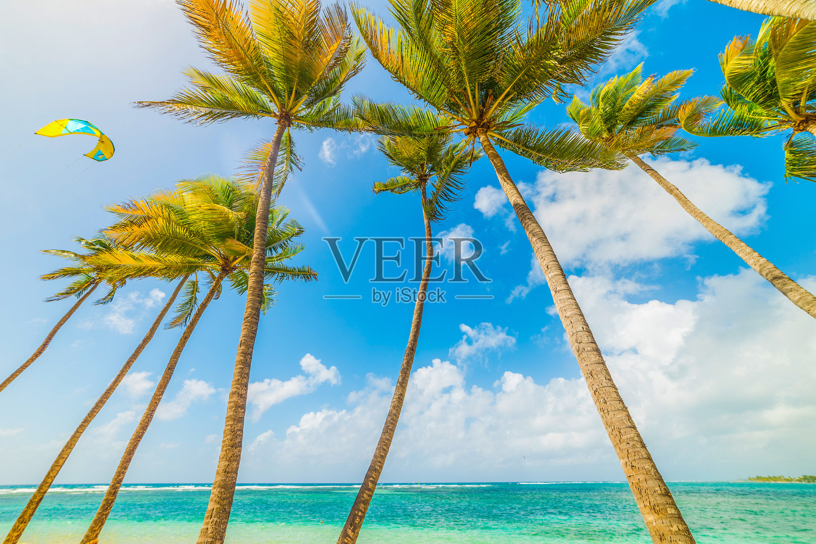 在瓜德罗普岛著名的La Caravelle海滩上风筝冲浪照片摄影图片