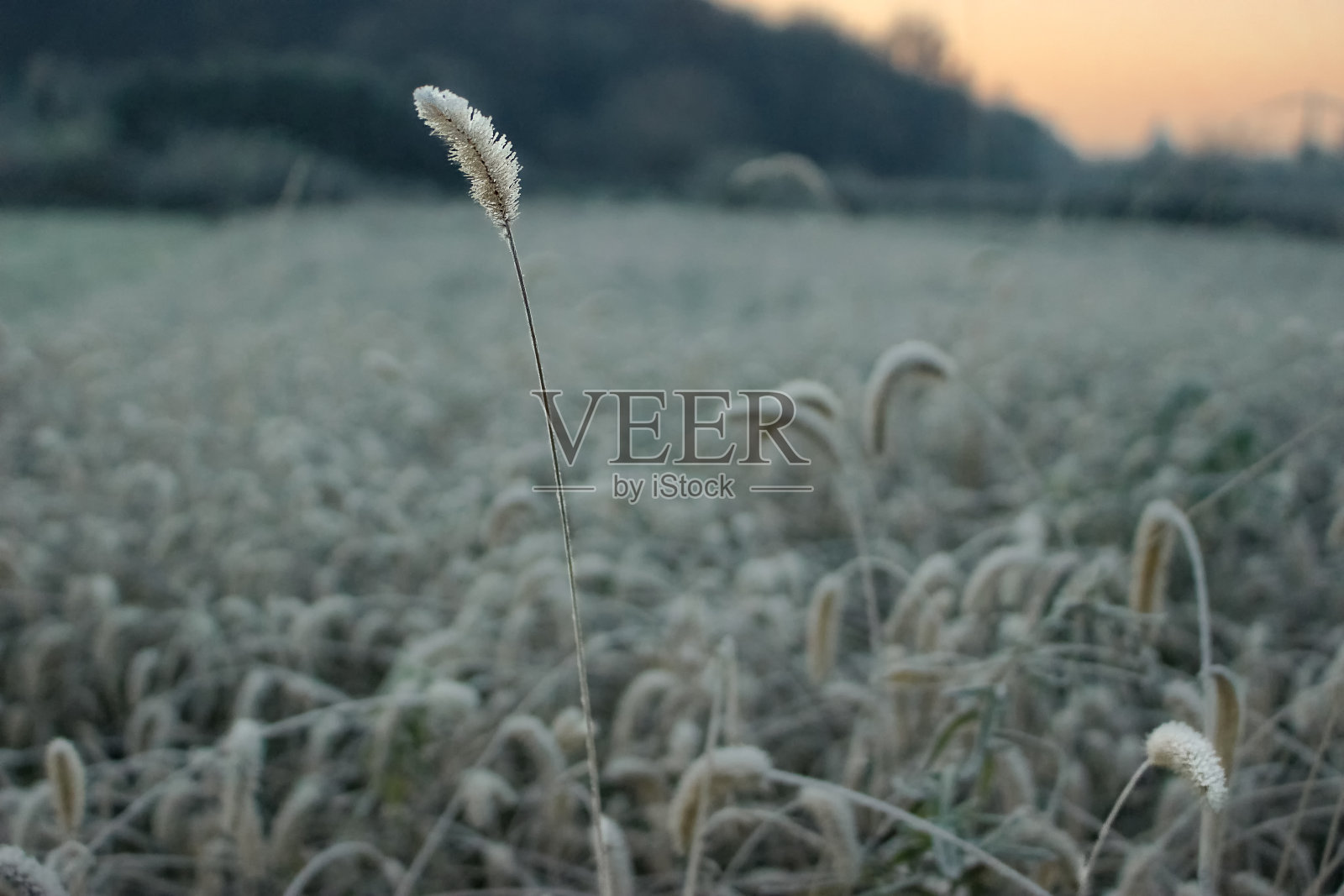 一个初冬霜冻的早晨，田野里的草冻住了照片摄影图片