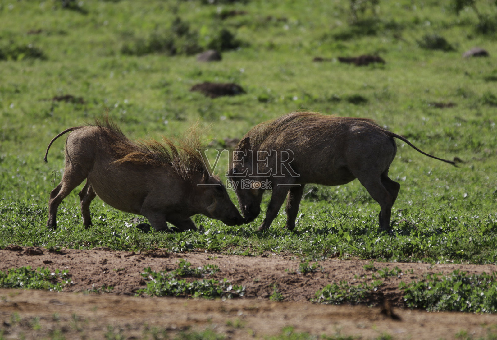 疣猪照片摄影图片