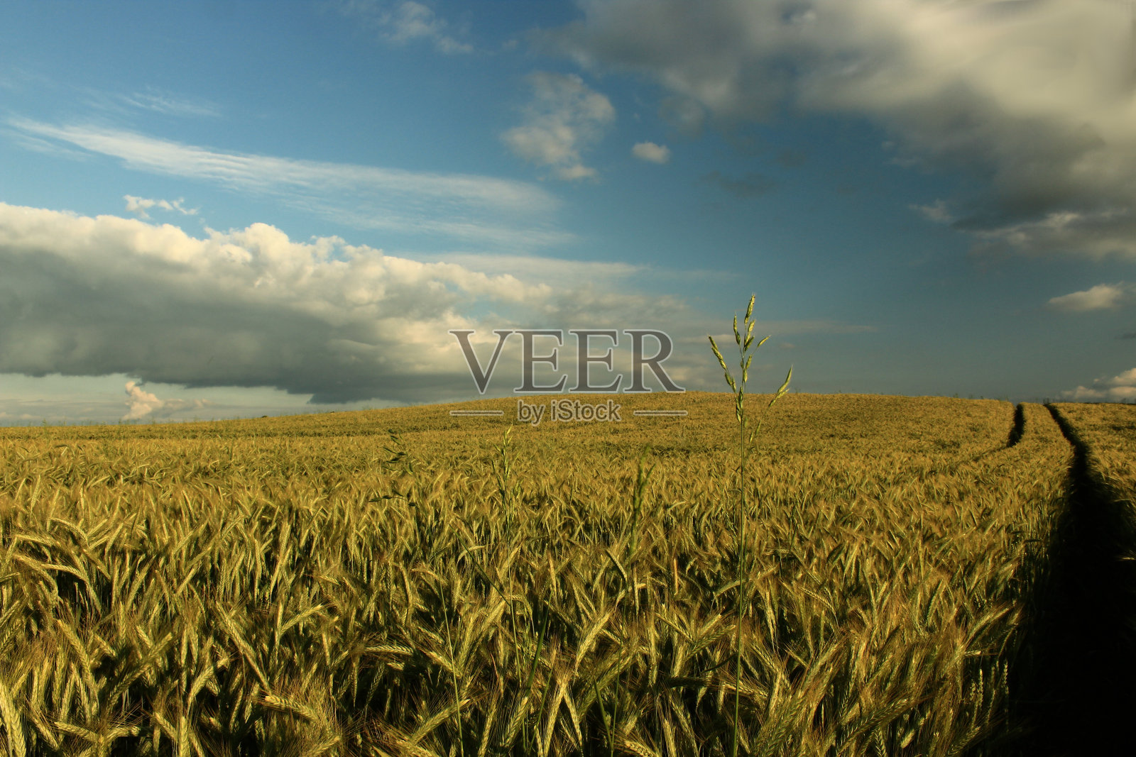 春小麦田照片摄影图片