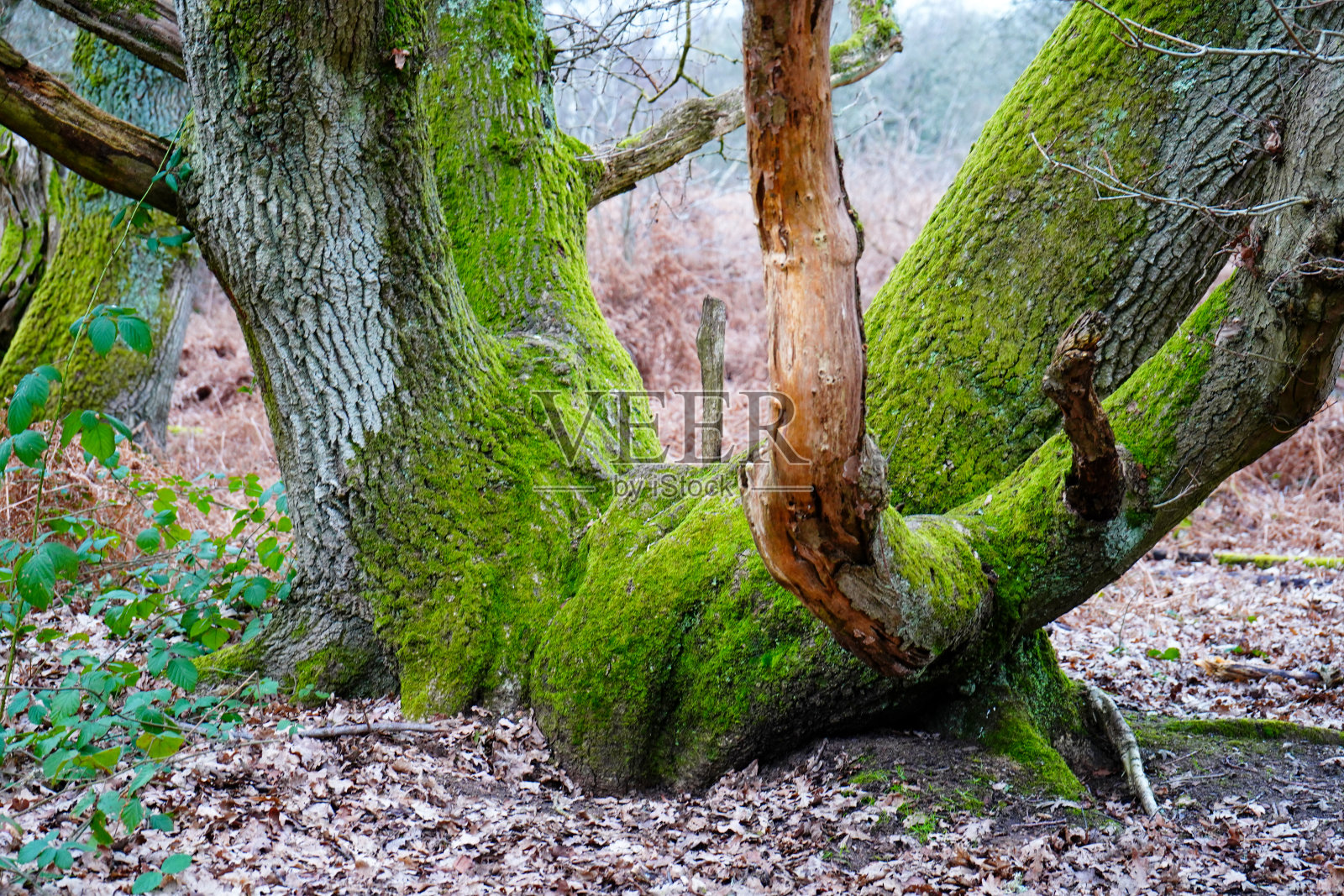 长满苔藓的树干特写照片摄影图片