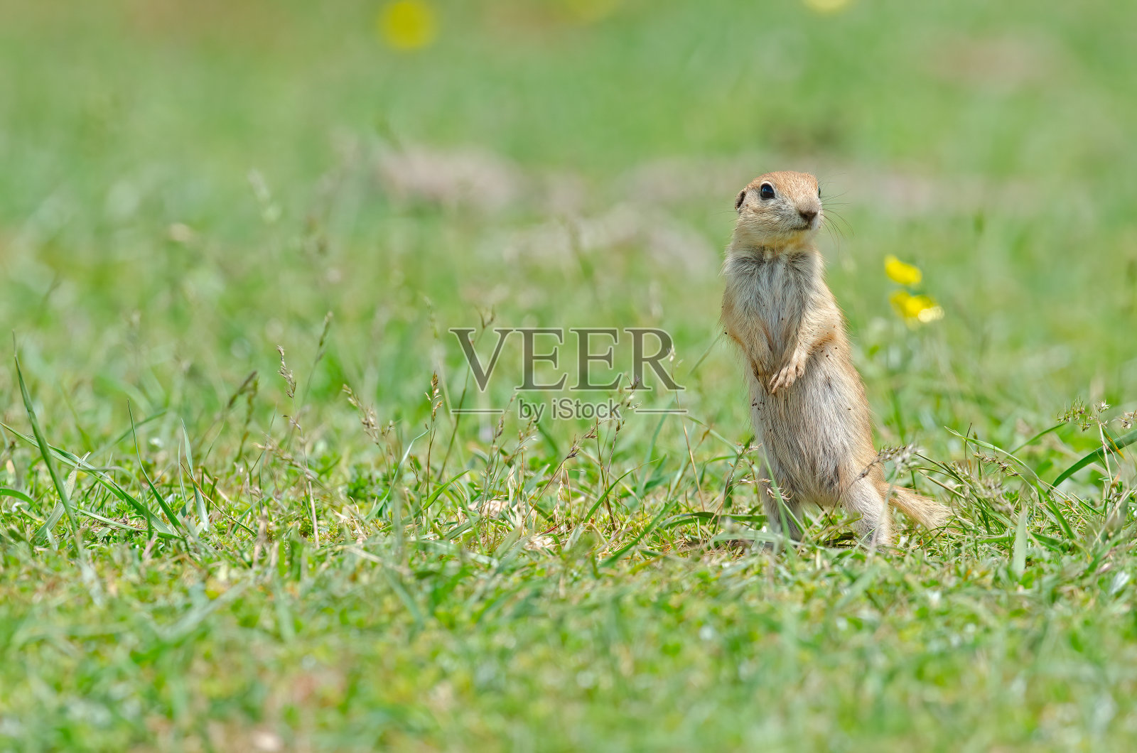 小地松鼠站着。可爱有趣的动物地松鼠。绿色自然背景。照片摄影图片