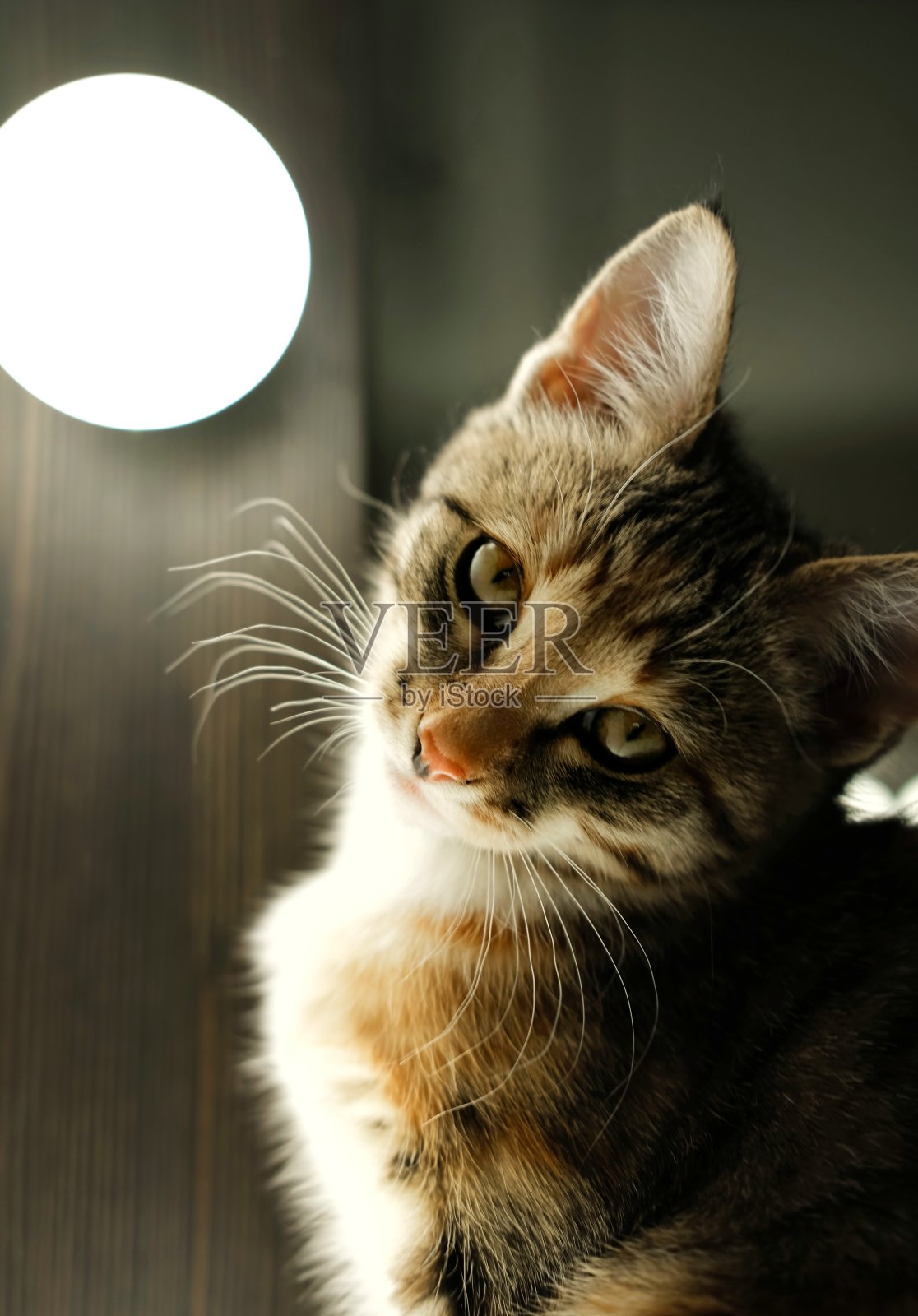 这只猫坐在一个明亮的聚光灯旁，直视着镜头。照片摄影图片