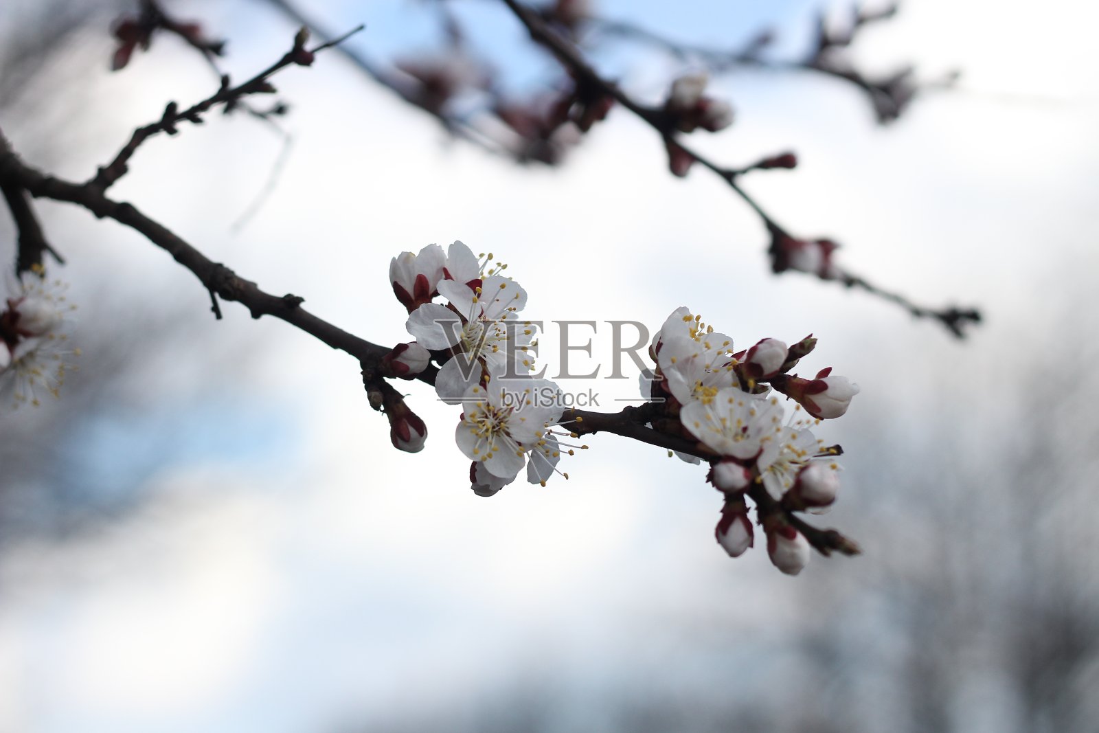 杏花照片摄影图片