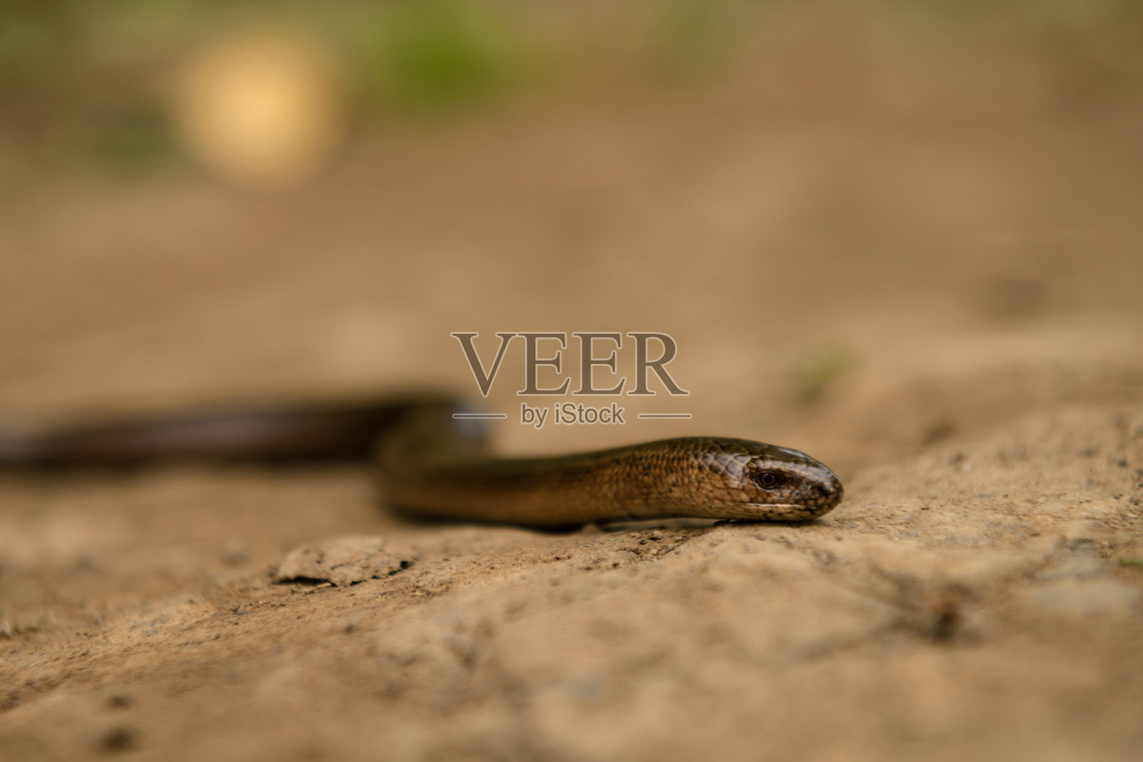 喀尔巴阡山脉秋季的慢虫和无腿蜥蜴照片摄影图片