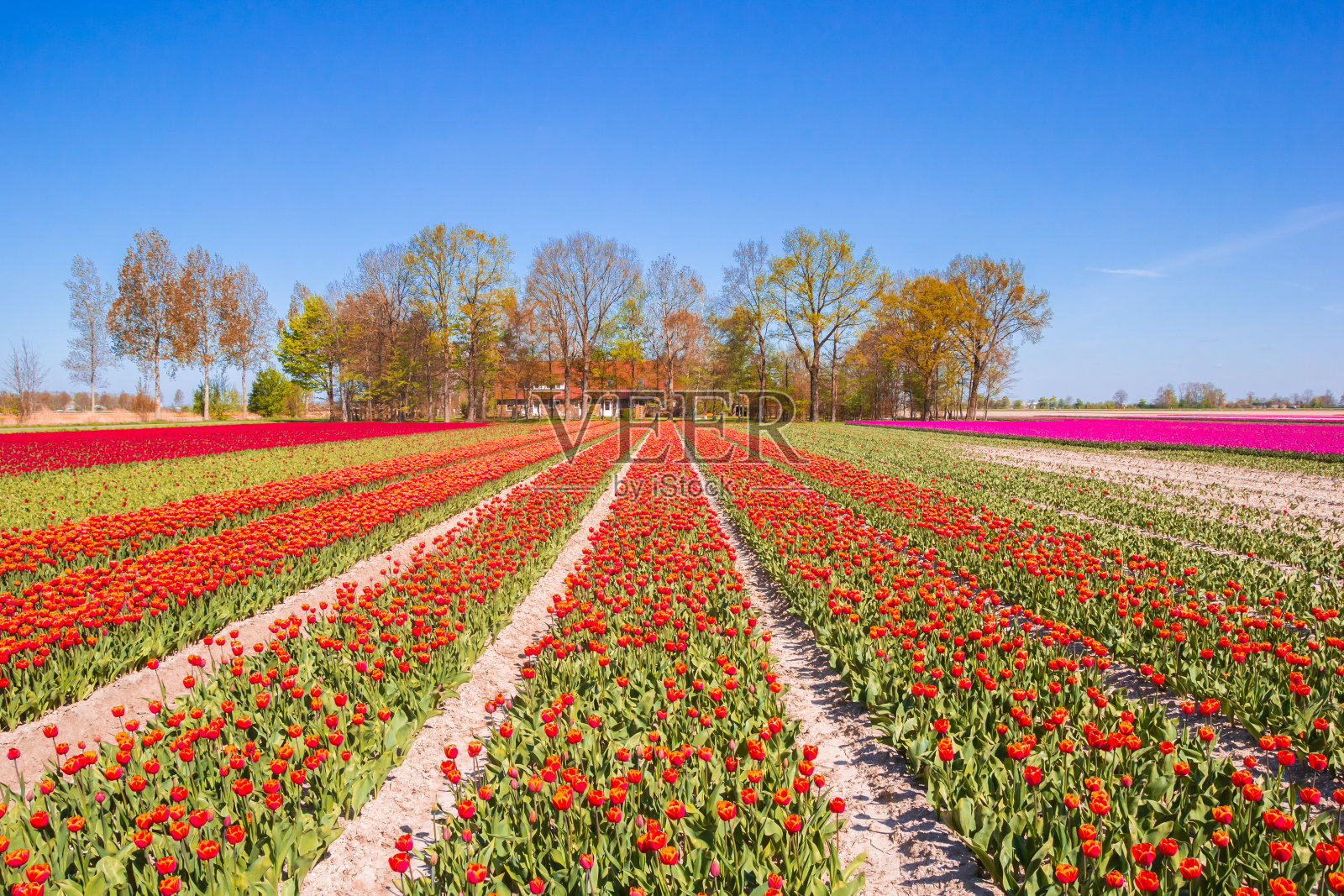 一排排红色和紫色的郁金香在Noordoostpolder照片摄影图片