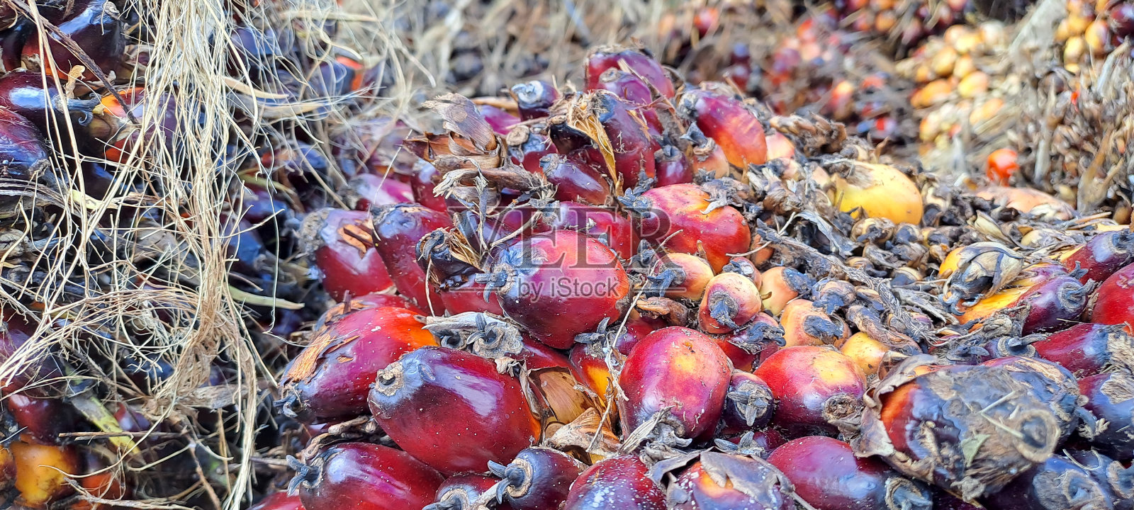 新鲜棕榈油种子(Elaeis guineensis)照片摄影图片