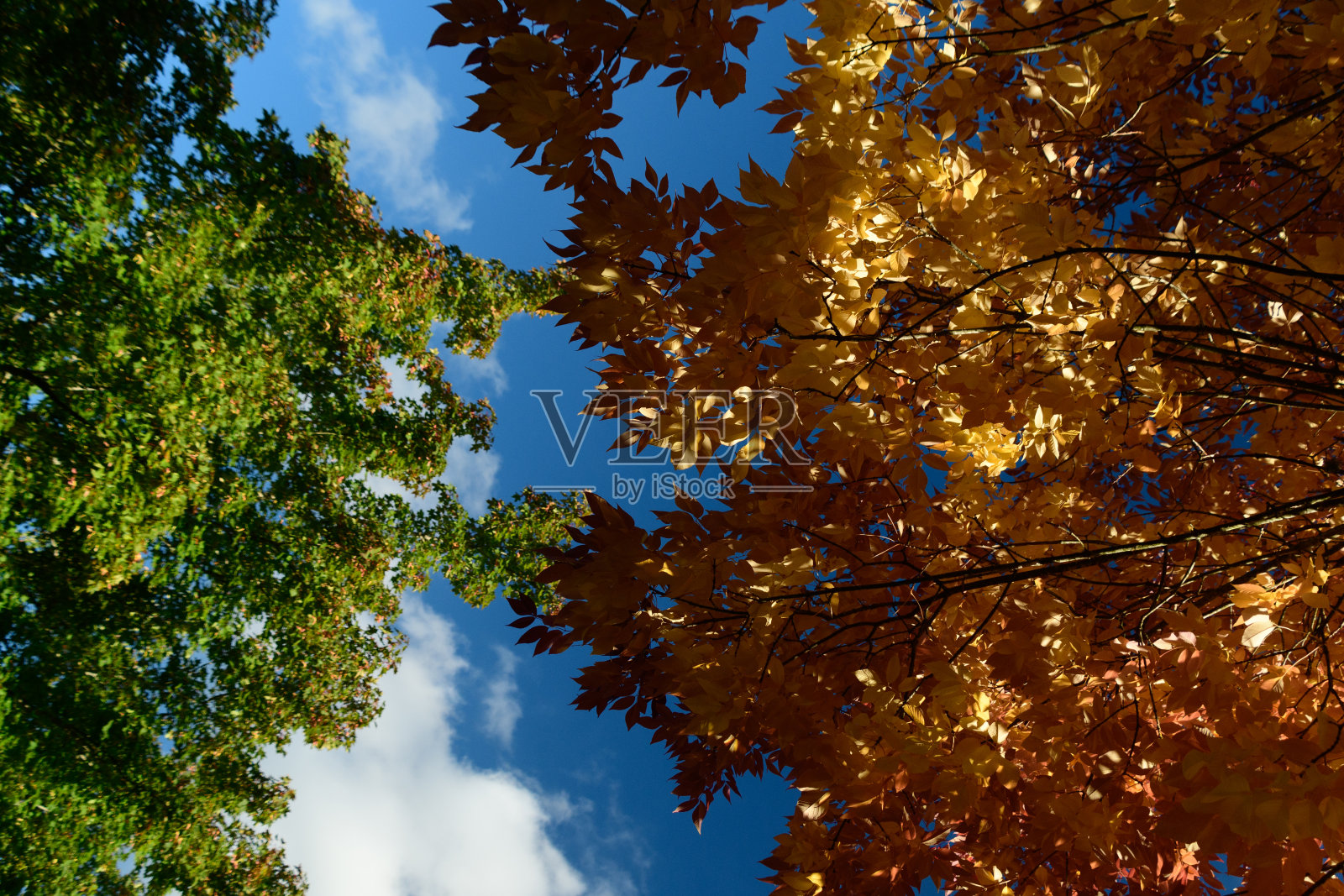 在雷德蒙德的蓝天下，绿叶与黄色相遇照片摄影图片