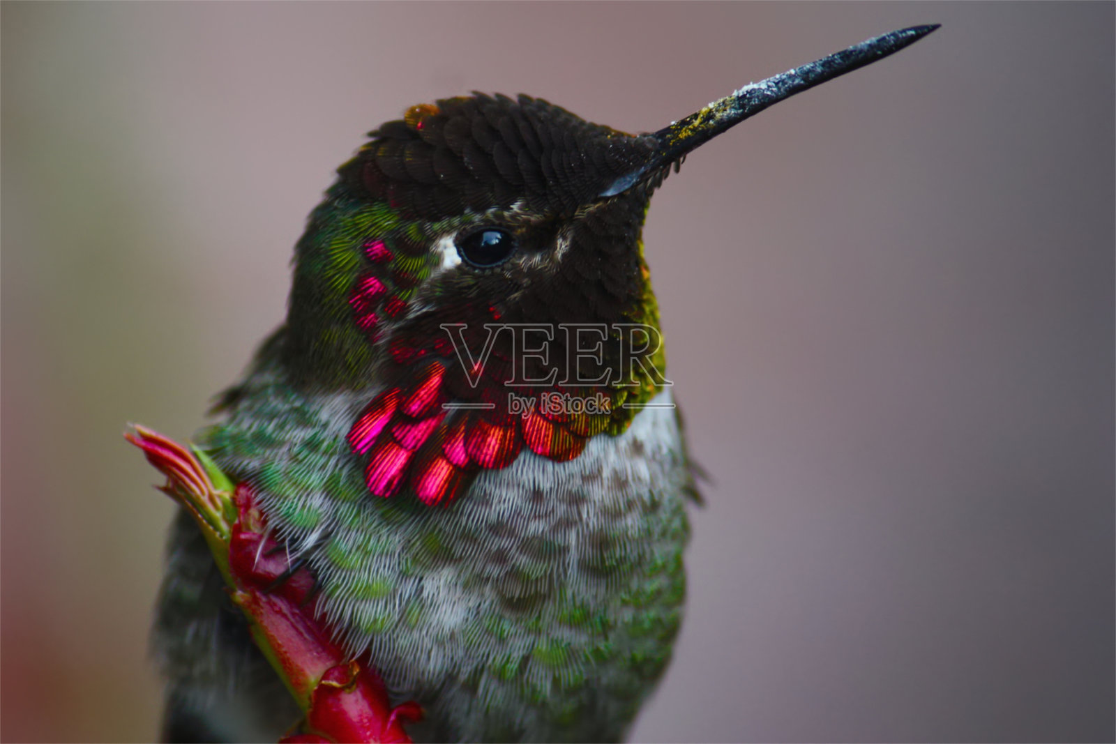 Ruby-Throated蜂鸟照片摄影图片