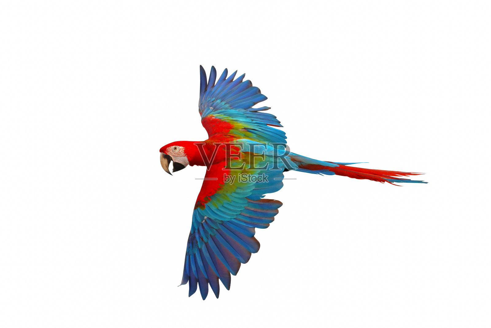 鹦鹉照片摄影图片