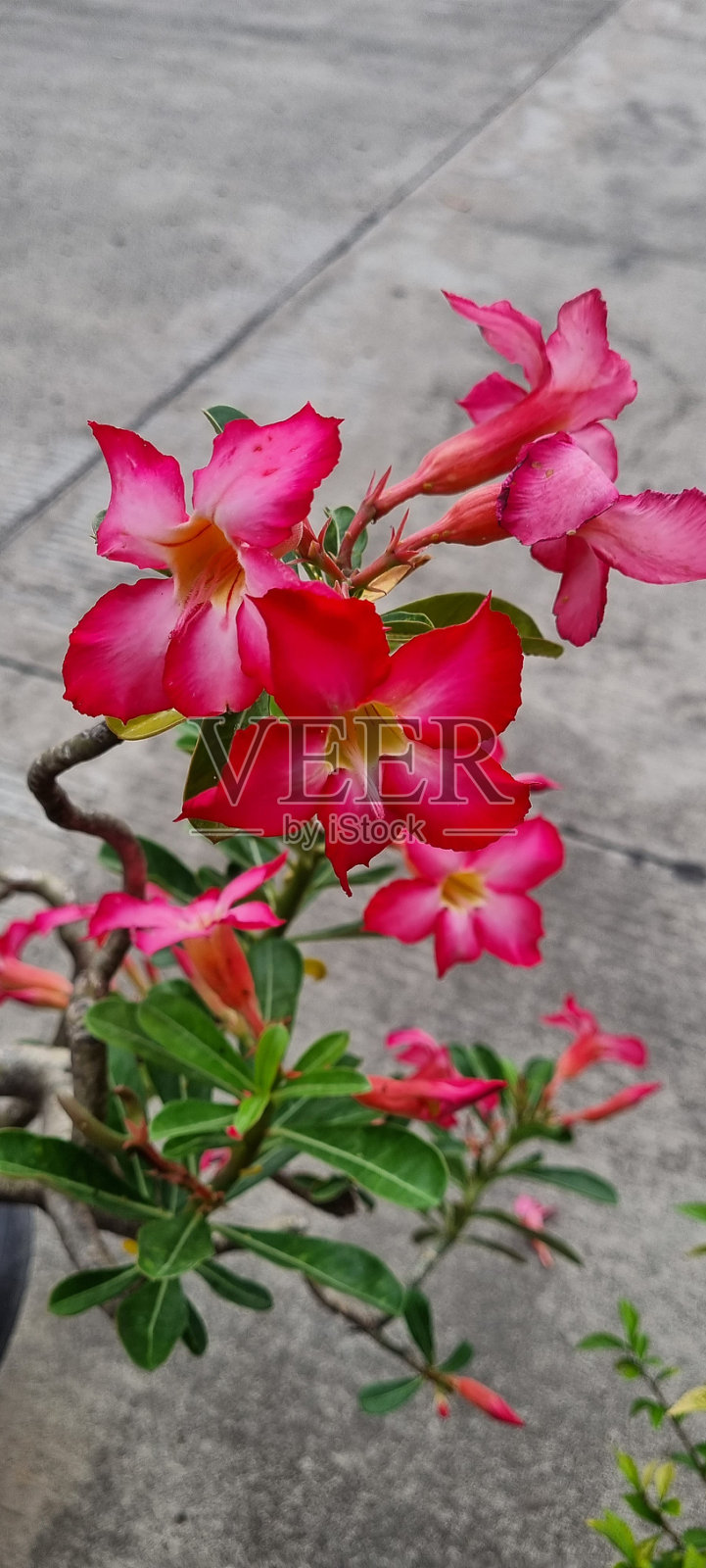 红色盛开的桔梗花照片摄影图片