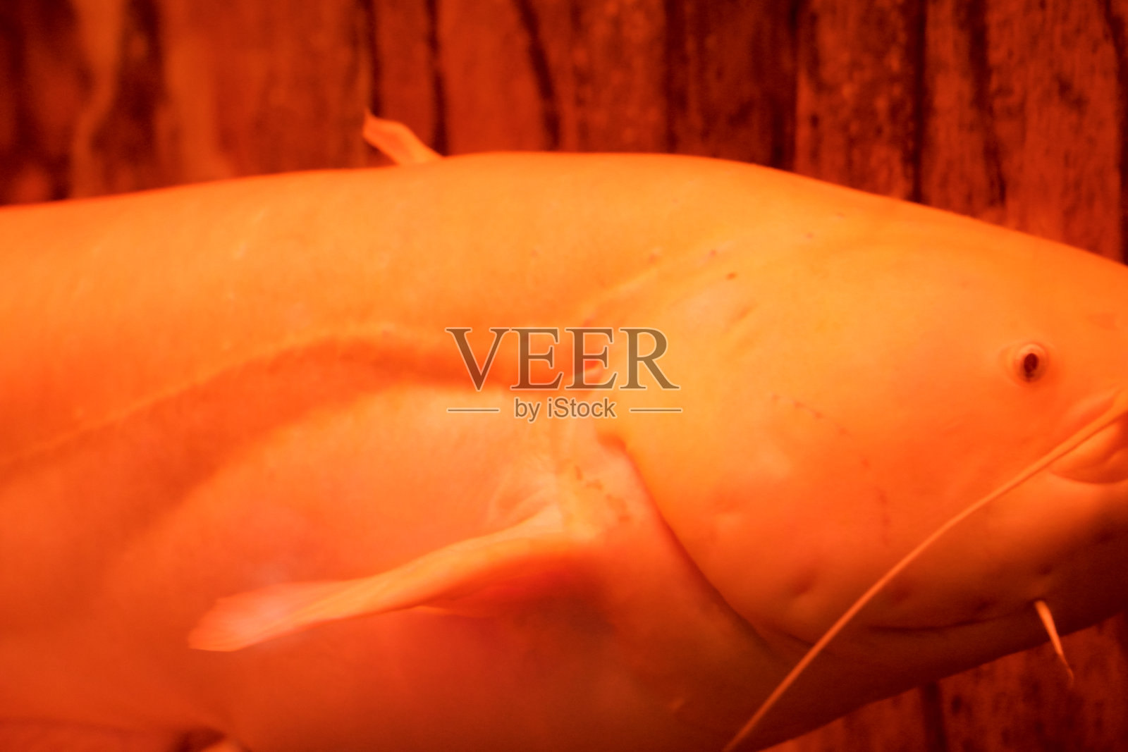 选择焦点白化井鲶鱼游泳在一个深水族馆。照片摄影图片