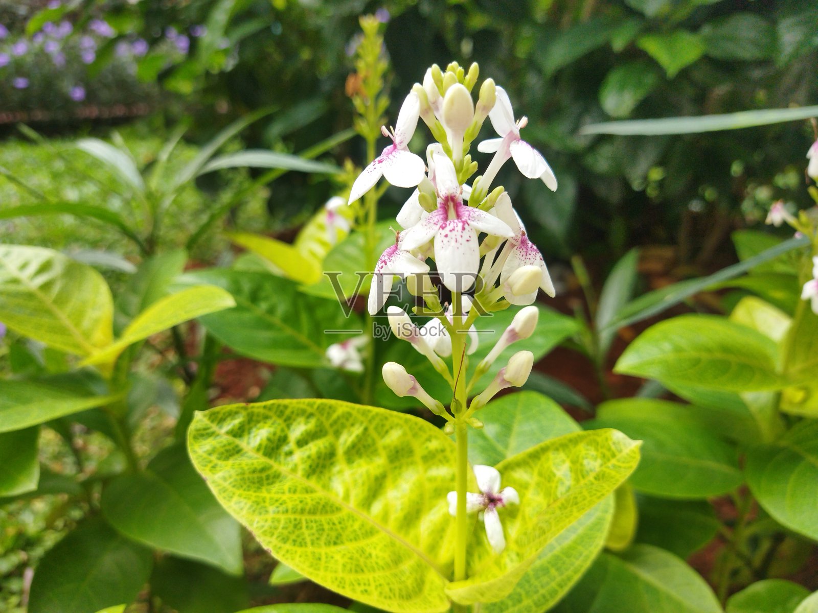 美丽的鲜花，小小的花瓣照片摄影图片