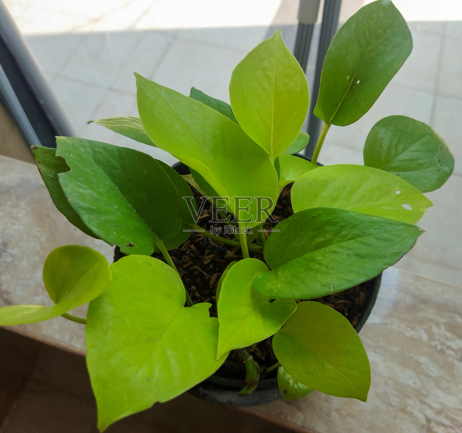 美丽的绿叶作为室内装饰照片摄影图片