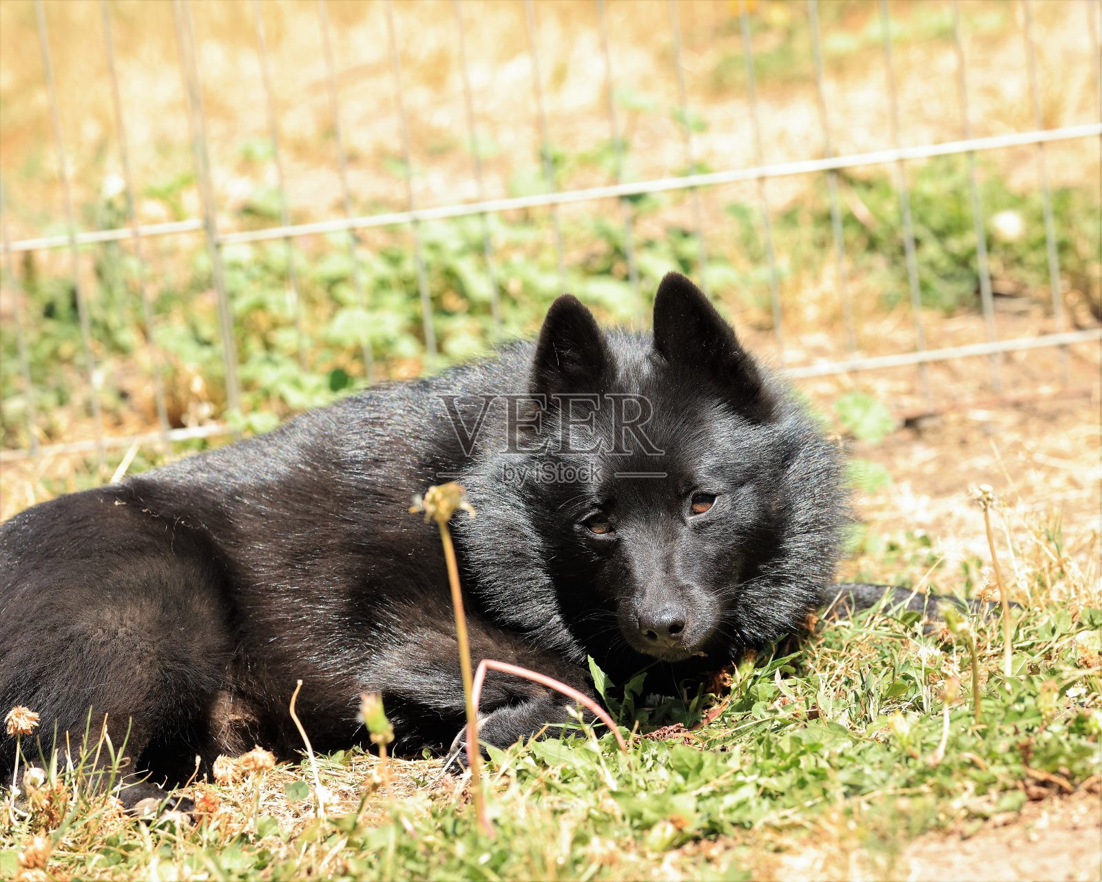 Schipperke狗的珍贵面孔照片摄影图片